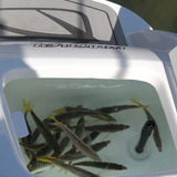 Live Bait Tank Aeration Kit - Plumbed